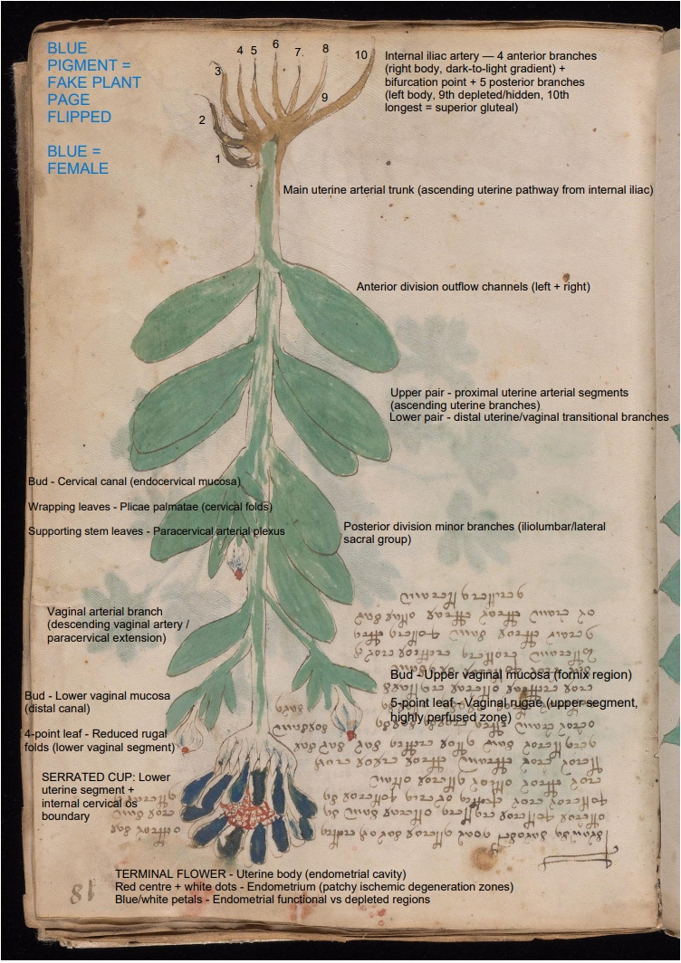 Labelled diagram of Folio 18r